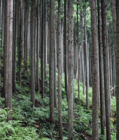 吉野杉の写真